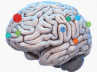 An interactive 3D infographic of Brain